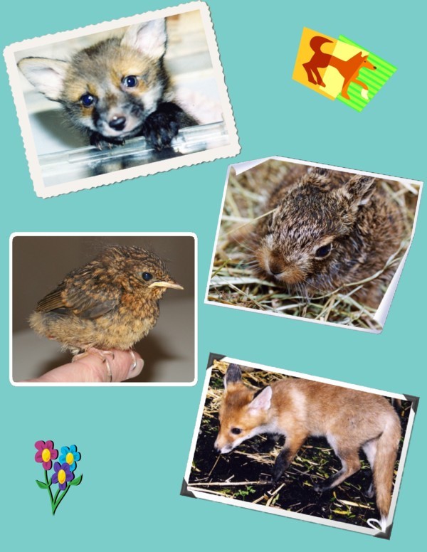 Littlecollagesmall.jpg