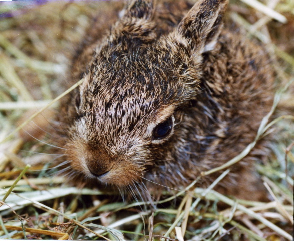 Littleleveret.jpg