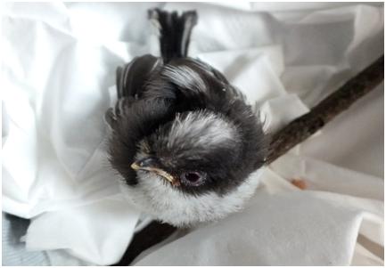 babylongtailedtit.jpg