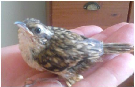 babytreecreeper.jpg