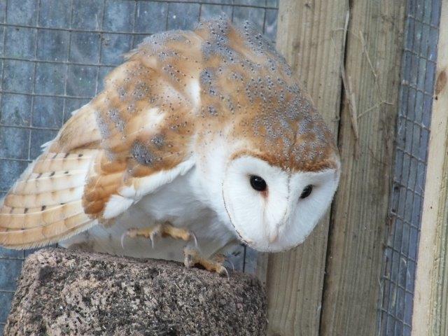 barn1owl.jpg