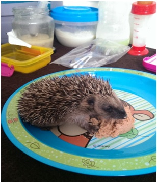 clairehedgehog.jpg