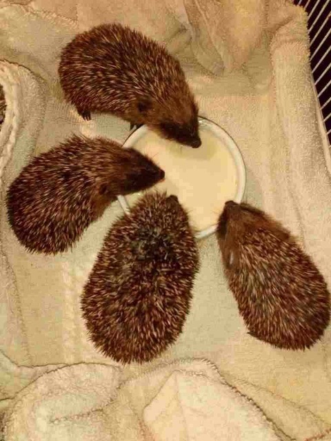 dehydratedhedgehogs.jpg