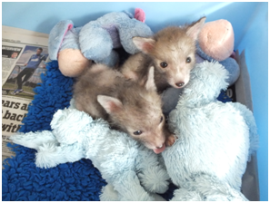 foxcubs2summer15.jpg