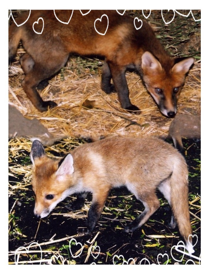 foxcubstitchborder.jpg