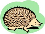 hedgehog1.jpg hedgehog1.jpg