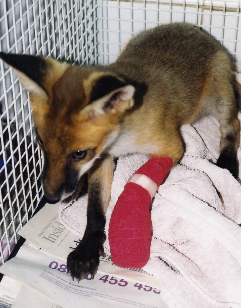 redbandage.jpg
