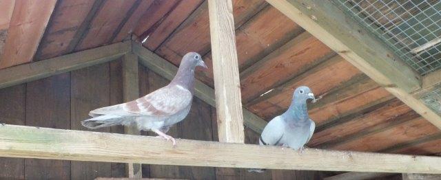 twoferalpigeons.jpg